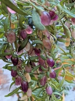 Organic Purple Goji Berry Fruit Seeds for Planting - Heirloom and Non-GMO Seeds for Home Garden