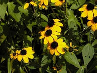 Yellow Rudbeckia Triloba Flower Seeds for Planting 100 pcs