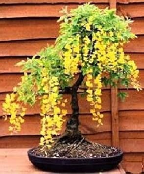 Yellow Ambizu Flower Seeds for Planting - 100 pcs seeds for planting in home garden