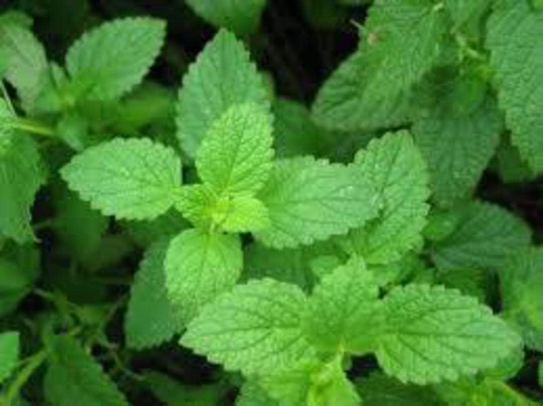 Mint Plant Seeds Scientific Name Placeholder for planting in home garden