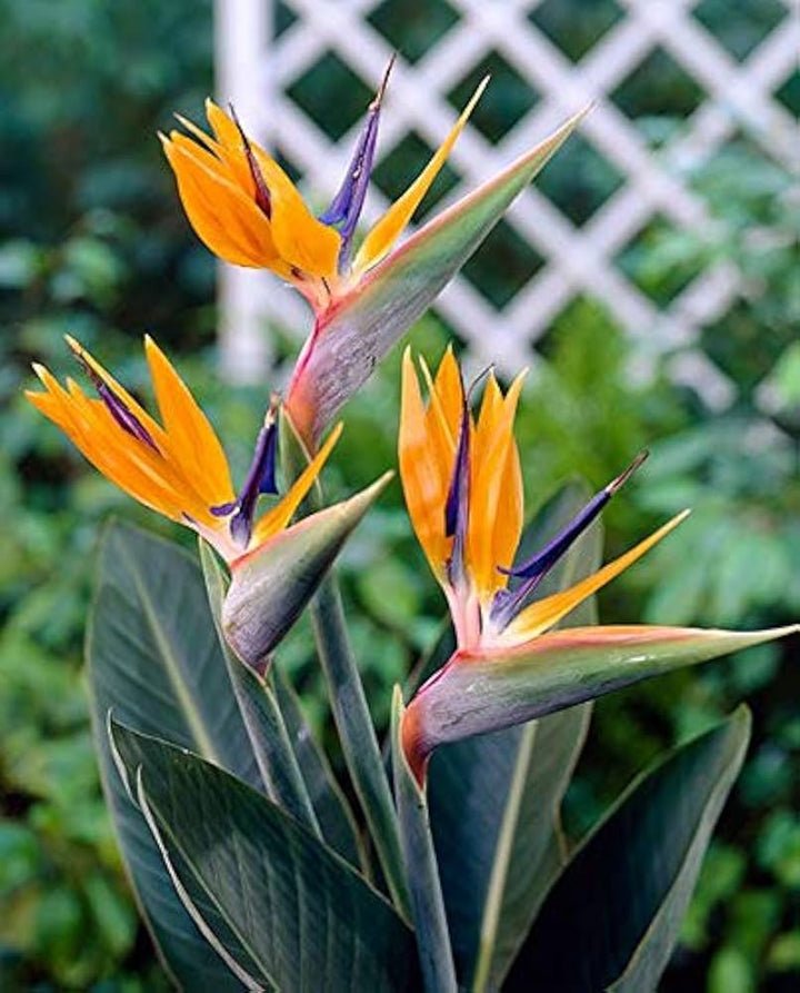 Paradise Flower Seeds for Planting - 100 pcs