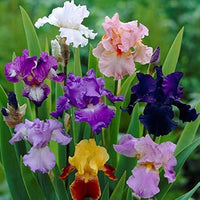 Iris plants growing in a colorful garden border