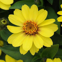 Yellow Profusion Flower Seeds for Planting - 100 pcs