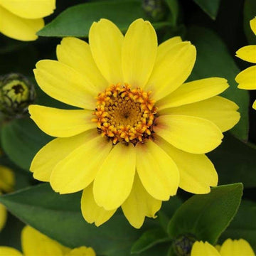 Light Yellow Zinnia Flower Seeds for Planting – Non-GMO, Heirloom Garden Seeds for planting in your garden.