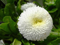 White Bellis Flower Seeds for Planting, 100 pcs