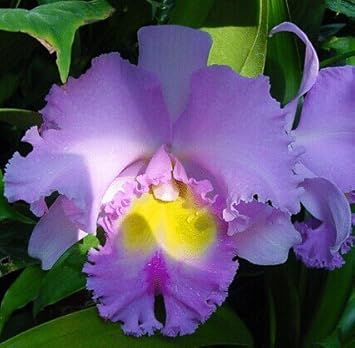 White Cattleya Flower Seeds – Heirloom Non-GMO Fresh Seeds for Garden Planting