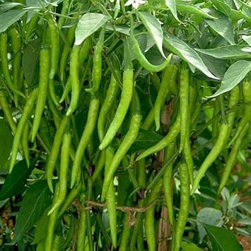Chili Pepper Capsicum annuum seeds for garden planting