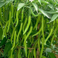 Chili Pepper Capsicum annuum seeds for garden planting