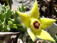 Stapelia Pulchella Flower Seeds - 100 pcs for planting in your garden.