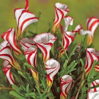 Oxalis Versicolor Flower Seeds - 100 pcs