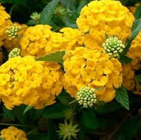 Thick (Thick scientific name) for planting in garden