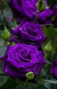 Thick Purple Rose Plant Seeds - Non-GMO Heirloom Garden Seeds for Planting Ideal for Home Gardens
