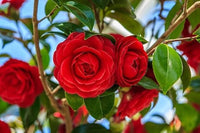 Camellia Burgundy Flower Seeds for Planting - 100 pcs for planting in your garden.