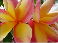 Peach Frangipani Flower Seeds for Planting - NON GMO Seeds