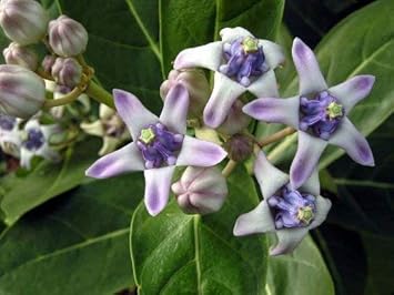 Purple Calotropis Gigantea Plant Seeds for Planting - NON GMO Seeds