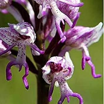 Purple (Purple scientific name) for planting in garden