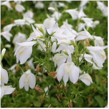 Marshflower Seeds Heirloom Non GMO Planting - 100 pcs
