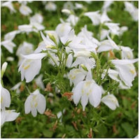Marshflower Seeds Heirloom Non GMO Planting - 100 pcs