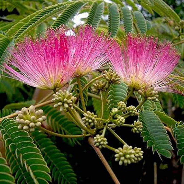 Heirloom Non-GMO Albizia Mimosa Flower Seeds for Planting – Fragrant Silk Tree Garden Blooms