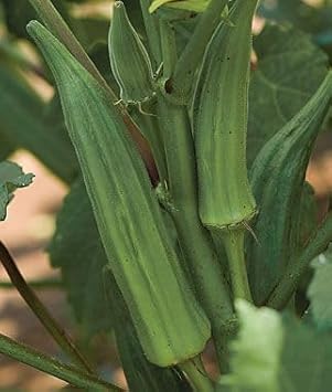 Lady's Finger Seeds for Planting - 100 Pcs pcs
