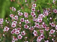 Wax Flower Seeds for Planting - 100 pcs