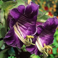 Heirloom Non-GMO Cobaea Flower Seeds for Planting – Fast-Growing Climbing Vine Blooms - Non-GMO for planting in home garden