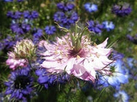 Pink Nigella Damascena Flower Seeds - 100 pcs for planting in your garden.