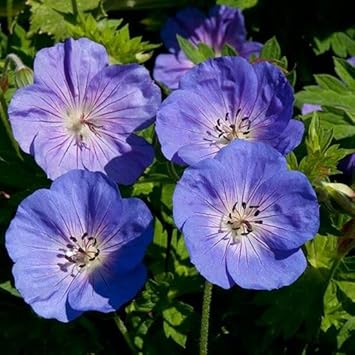 Rozanne Flower Seeds for Garden Planting - NON GMO Seeds for planting in home garden