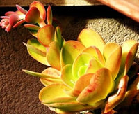 Yellow Red Heirloom Echeveria Plant Seeds, Non-GMO Rosette Succulents for Decorative Garden Planting
