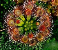 Green Hardy Sundew Plant Seeds for Planting - NON GMO Seeds