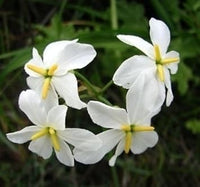 White Leucocoryne Flower Seeds for Planting, 100 pcs seeds for planting in home garden