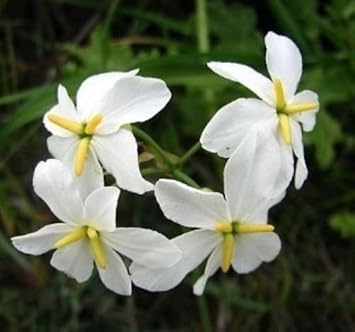 White Leucocoryne Flower Seeds for Planting, 100 pcs seeds for planting in home garden