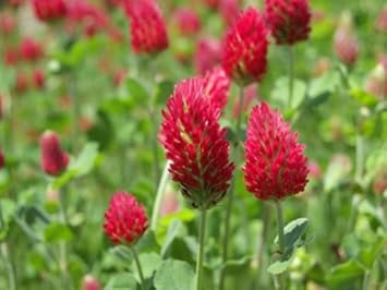 Red Clover Planting Seeds for Garden -NON GMO Seeds