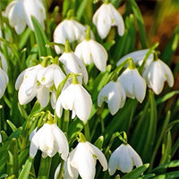 White Galanthus Nivalis Flower Seeds for Planting - NON GMO Seeds