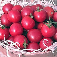 Tomato Seeds for Planting Dark Pink - 100 Pcs pcs