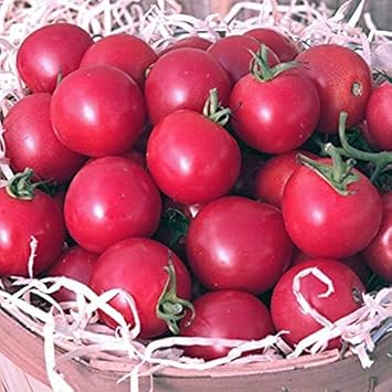 100 Pcs