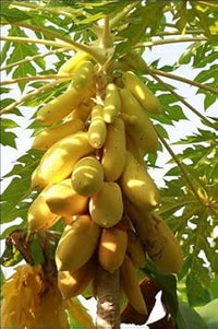 Mouse Melon Fruit Seeds - Small and Unique Melons for Your Garden 100 Pcs pcs