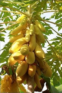 Mouse melon cucamelon fruit seeds