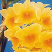 Yellow Densiflorum Seeds for Planting - 100 pcs