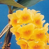Yellow Densiflorum Seeds for Planting - 100 pcs