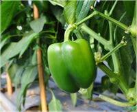 Bell Pepper Vegetable Seeds