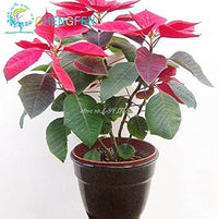 Heirloom Non-GMO Mixed Poinsettia Flower Seeds for Planting – Colorful Festive Blooming Seeds