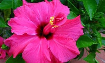 Heirloom Non-GMO Pink Hibiscus Flower Seeds – Bright Tropical Blooms for Garden Planting