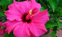 Heirloom Non-GMO Pink Hibiscus Flower Seeds – Bright Tropical Blooms for Garden Planting