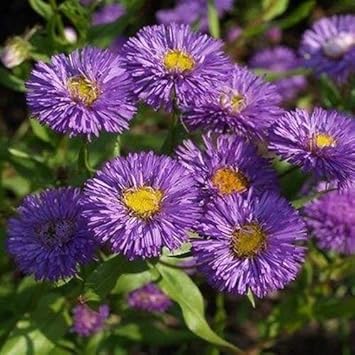 Organic Violet Erigeron Flower Seeds for Planting – Heirloom, Non-GMO