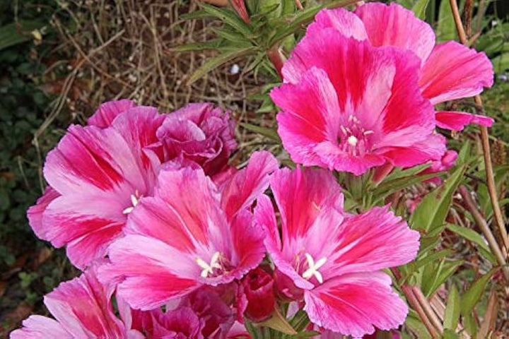 Pink Clarkia Amoena Flower Seeds for Planting - 100 pcs