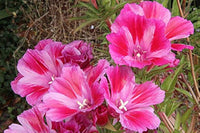 Pink Clarkia Amoena Flower Seeds for Planting - 100 pcs