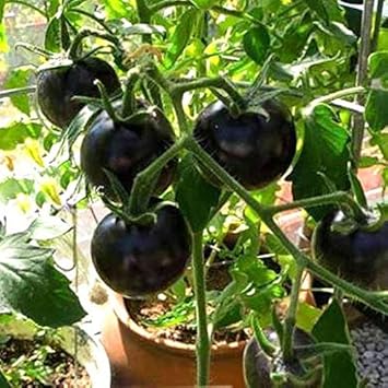 Tomato Seeds for Planting, Black, 100 Pcs pcs