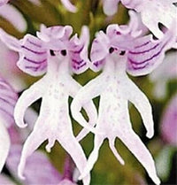 Purple Pyramid Monkey Orchid flower seeds – heirloom, non-GMO seeds for planting