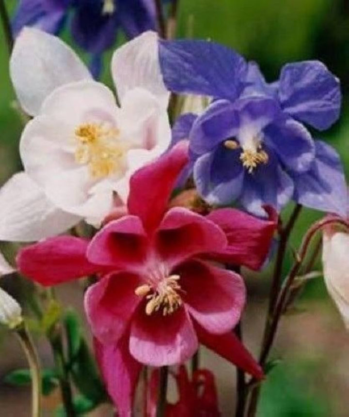 Heirloom Red White Columbine Flower Seeds for Garden Planting – Elegant Perennial Blooms